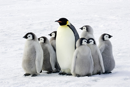 A penguin family