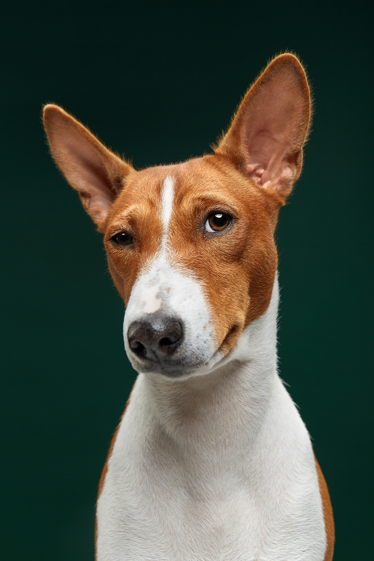 Portrait picture of a hound dog used for a dog show advertisement.