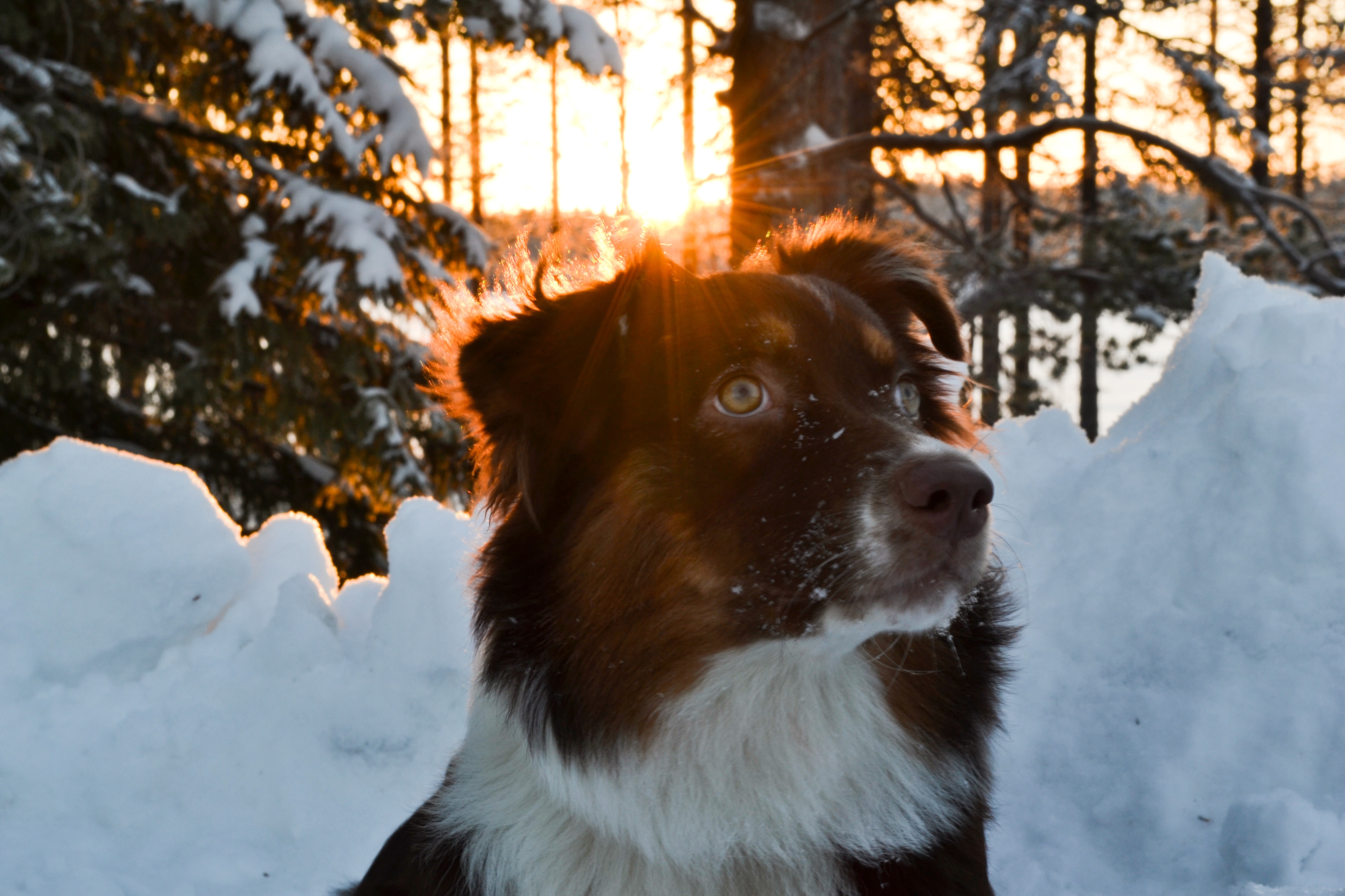 Picture of an Australian Shepherd with the setting sun behind it.