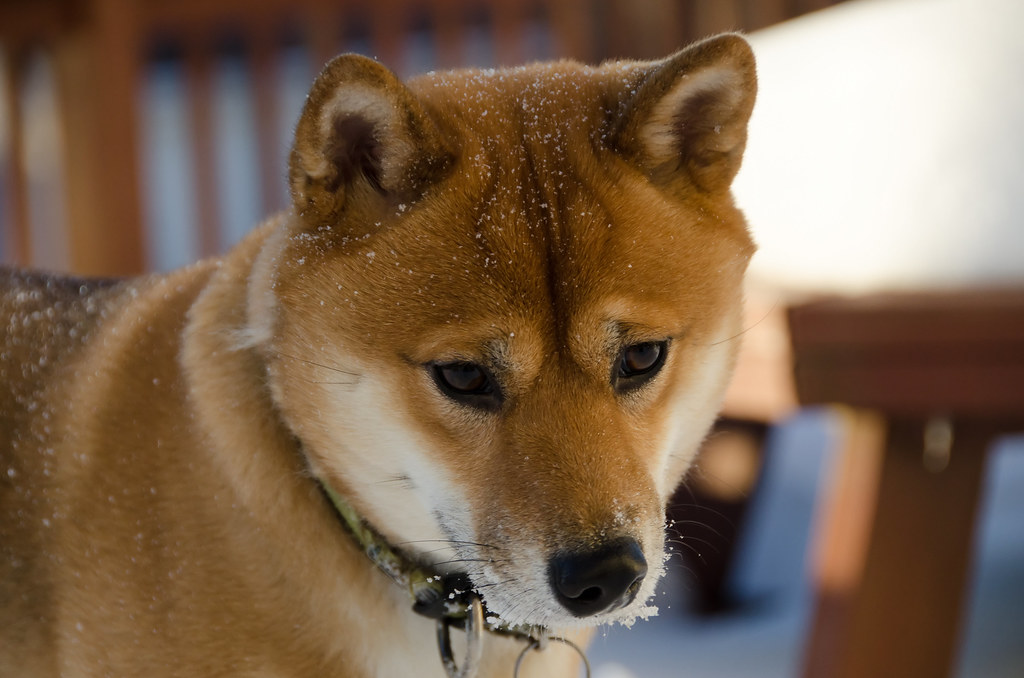 Picture of a Shiba in the snow.